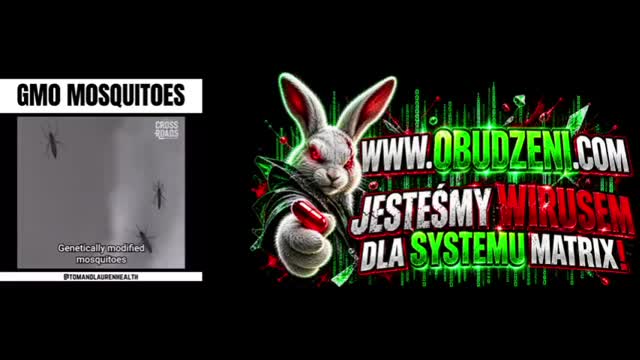 Genetycznie modyfikowane komary jak milionowa armia strzykawek