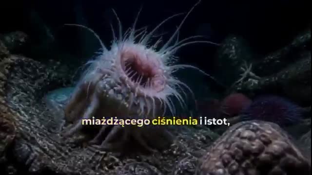 10 ciekawostek o oceanie